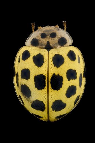 Réf. 298 435 : Psyllobora vigintiduopunctata